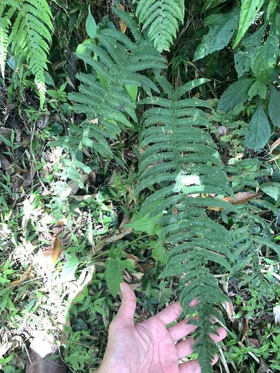 Dryopteris atrata, photographed by 呂一起(Lyu yi-chi)