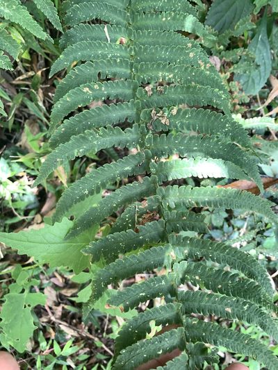 Dryopteris atrata, photographed by 呂一起(Lyu yi-chi)