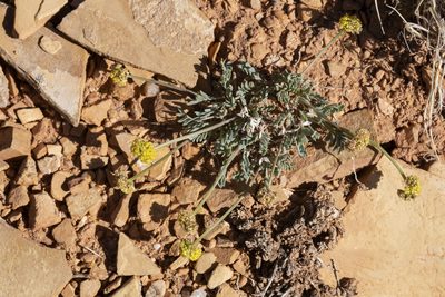 Cymopterus williamsii, photographed by Cecelia Alexander