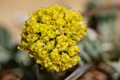 Cymopterus williamsii, photographed by Cecelia Alexander