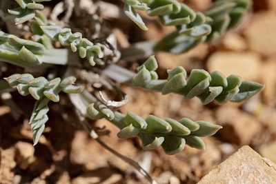 Cymopterus williamsii, photographed by Cecelia Alexander