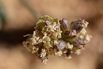 Cymopterus williamsii, photographed by Cecelia Alexander