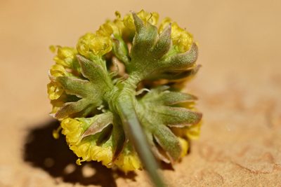 Cymopterus williamsii, photographed by Cecelia Alexander