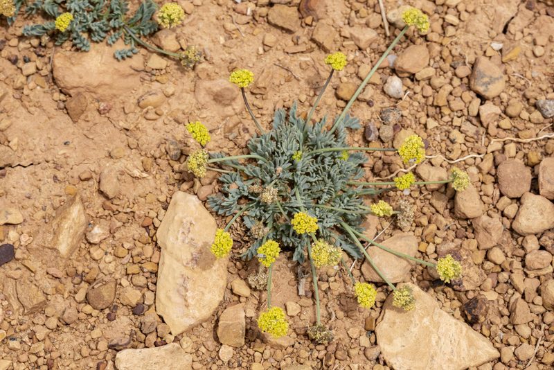 Cymopterus williamsii, photographed by Cecelia Alexander