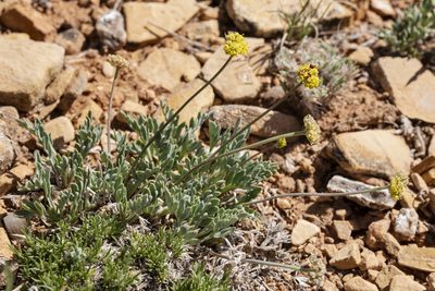 Cymopterus williamsii, photographed by Cecelia Alexander