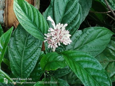 Chassalia curviflora, photographed by Ong Jyh Seng