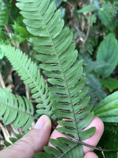 Pteris normalis, photographed by 呂一起(Lyu yi-chi)