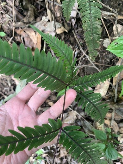 Pteris normalis, photographed by 呂一起(Lyu yi-chi)