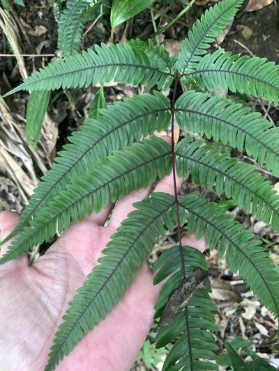 Pteris normalis, photographed by 呂一起(Lyu yi-chi)