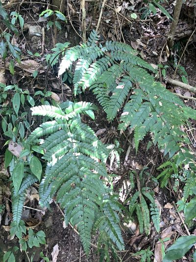 Polystichum biaristatum, photographed by 呂一起(Lyu yi-chi)