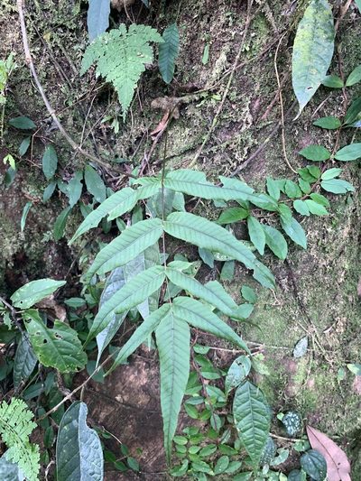 Selliguea lehmannii, photographed by 呂一起(Lyu yi-chi)