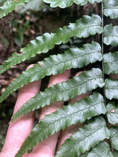 Diplazium mettenianum, photographed by 呂一起(Lyu yi-chi)