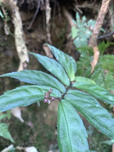 Elatostema radicans, photographed by 呂一起(Lyu yi-chi)