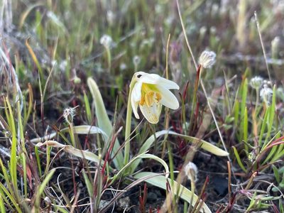 Fritillaria liliacea, photographed by Mike Heine