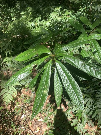 Symplocos glauca, photographed by 呂一起(Lyu yi-chi)