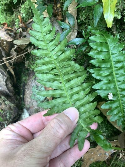 Plagiogyria stenoptera, photographed by 呂一起(Lyu yi-chi)