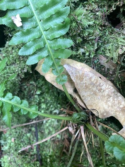 Plagiogyria stenoptera, photographed by 呂一起(Lyu yi-chi)