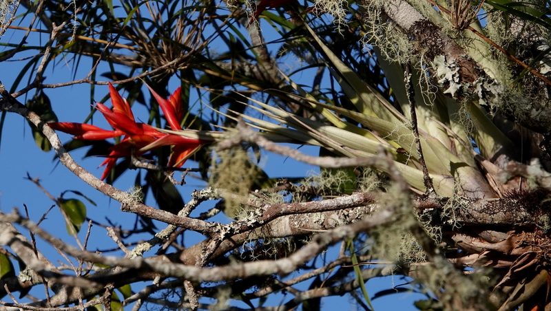 Tillandsia caloura, photographed by desertnaturalist