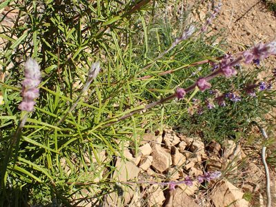 Trichostema lanatum, photographed by George Williams