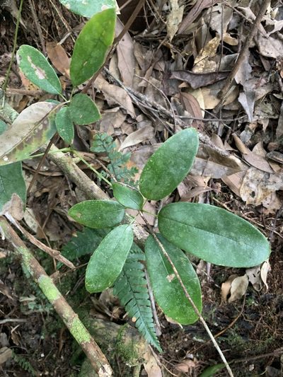 Stauntonia obovata, photographed by 呂一起(Lyu yi-chi)