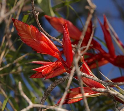 Tillandsia caloura, photographed by desertnaturalist