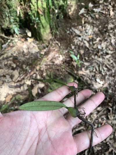 Bulbophyllum bifurcatoflorens, photographed by 呂一起(Lyu yi-chi)
