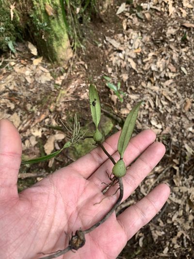 Bulbophyllum bifurcatoflorens, photographed by 呂一起(Lyu yi-chi)