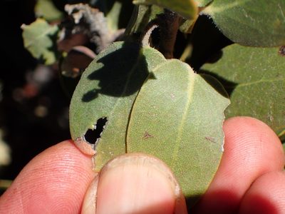 Arctostaphylos glandulosa, photographed by George Williams