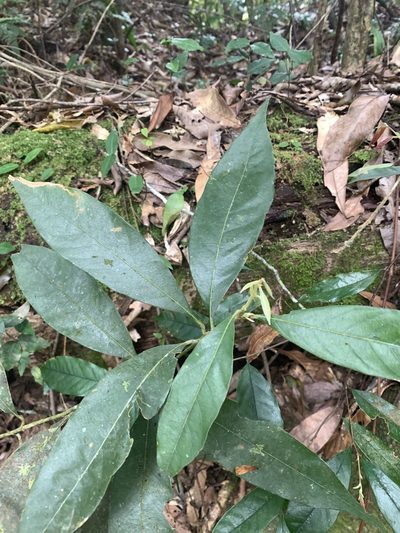 Lithocarpus amygdalifolius, photographed by 呂一起(Lyu yi-chi)