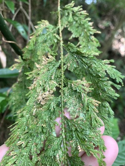 Selaginella involvens, photographed by 呂一起(Lyu yi-chi)
