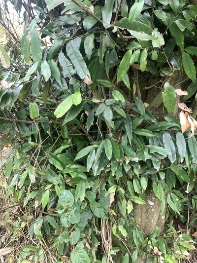 Castanopsis fargesii, photographed by 呂一起(Lyu yi-chi)