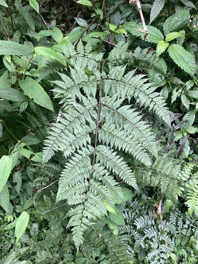 Cornopteris banajaoensis, photographed by 呂一起(Lyu yi-chi)