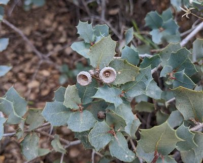 Quercus turbinella, photographed by Philip Vanbergen