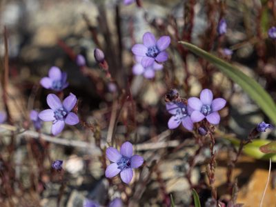 Gilia achilleifolia, photographed by Annette Herz