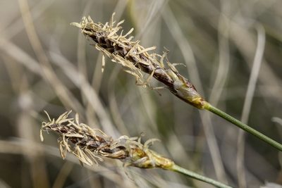 Carex filifolia, photographed by Cecelia Alexander