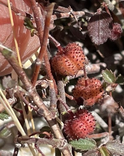 Ayenia compacta, photographed by Henrik Kibak