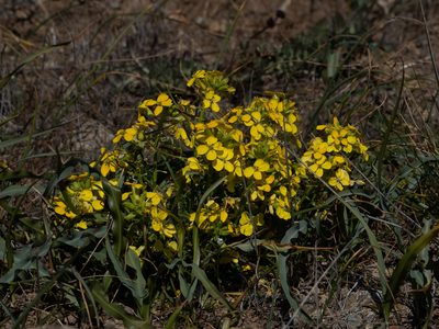 Erysimum franciscanum, photographed by Annette Herz