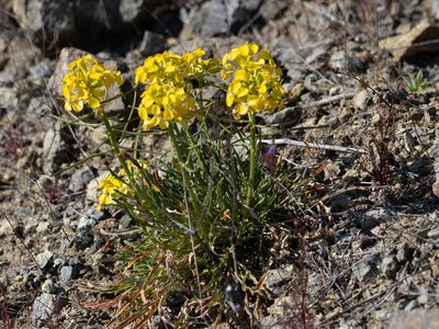 Erysimum franciscanum, photographed by Annette Herz