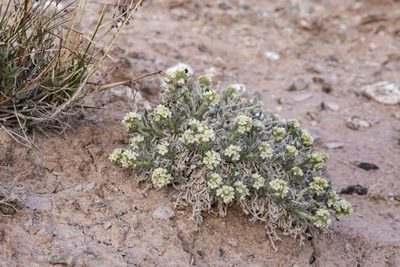 Oreocarya caespitosa, photographed by Cecelia Alexander