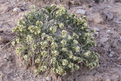 Oreocarya caespitosa, photographed by Cecelia Alexander