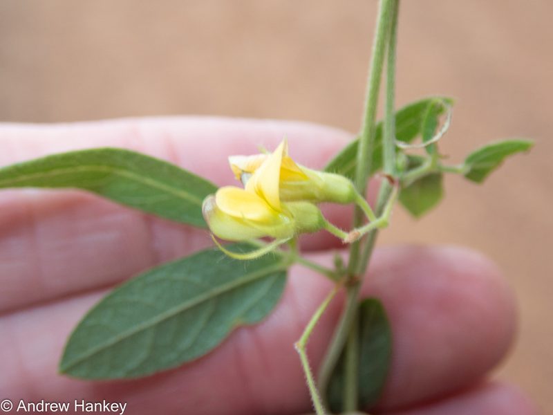 Rhynchosia totta, photographed by Andrew Hankey