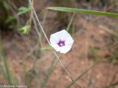 Ipomoea magnusiana, photographed by Andrew Hankey