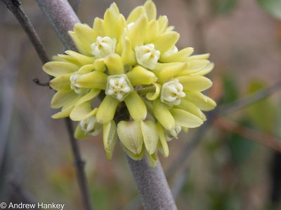 Cynanchum viminale, photographed by Andrew Hankey