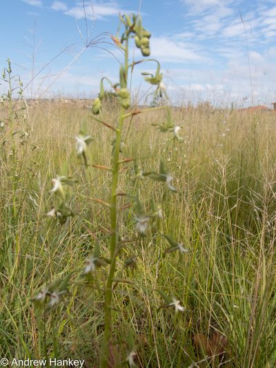 Habenaria schimperiana, photographed by Andrew Hankey