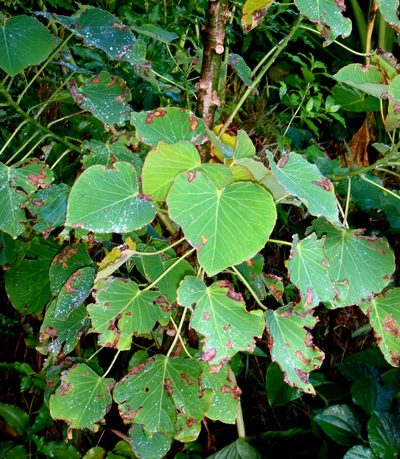 Homalanthus polyandrus, photographed by Peter de Lange