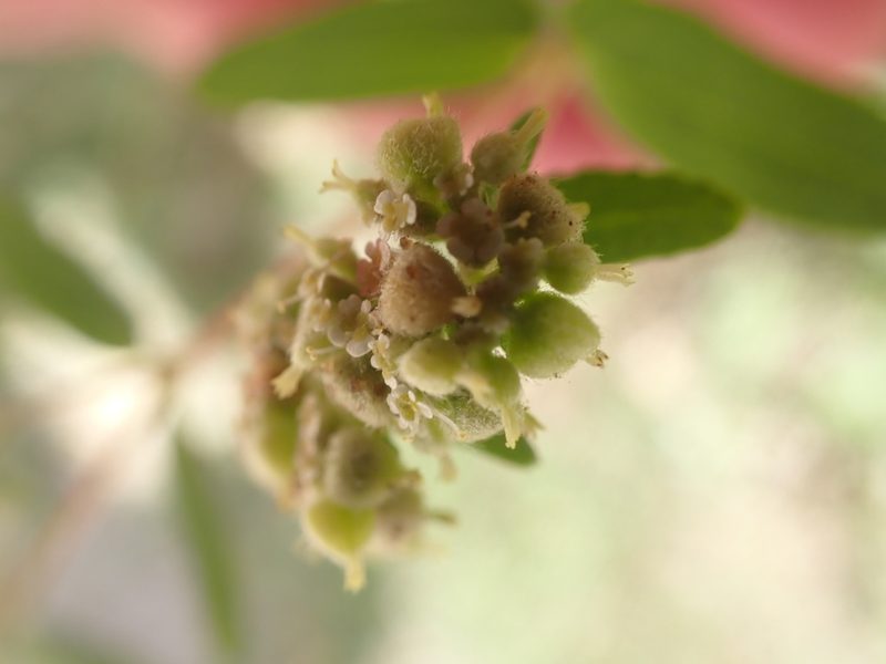 Euphorbia lasiocarpa, photographed by Jean-Paul Boerekamps