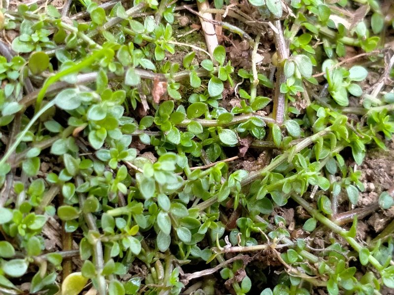 Tetrachondra hamiltonii, photographed by John Barkla