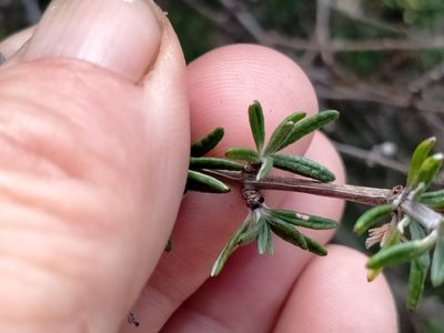 Olearia bullata, photographed by John Barkla
