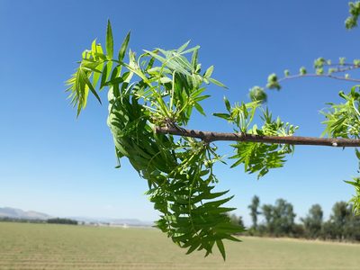 Bursera multijuga, photographed by Viacheslav Shalisko