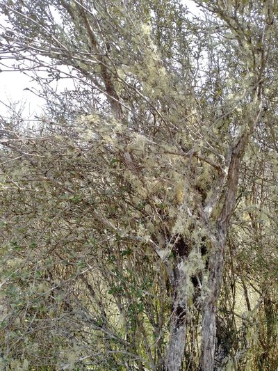 Olearia laxiflora, photographed by John Barkla